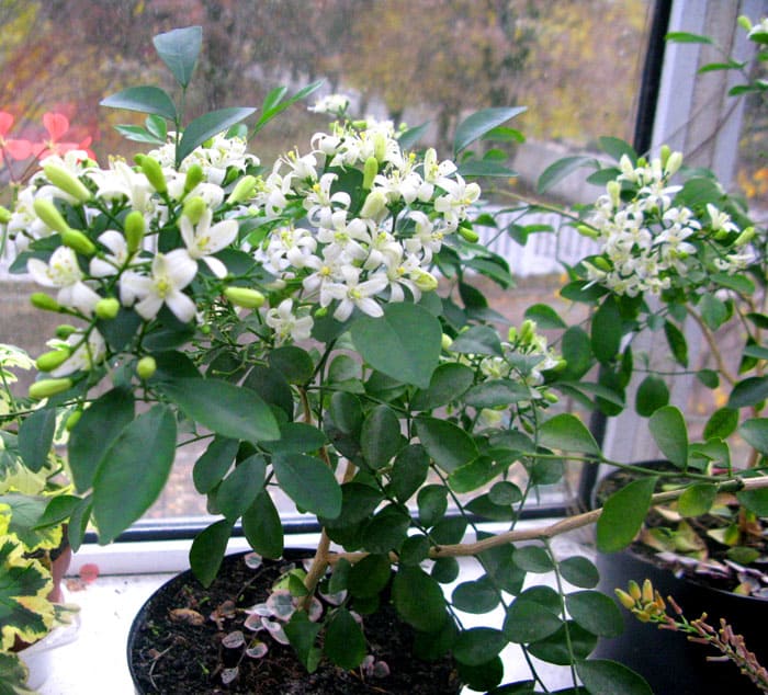 En el bosque salvaje, el exótico muraya es capaz de alcanzar siete metros de altura. Y en casa, su tamaño no da tanto miedo, generalmente su altura es de aproximadamente 1,5-2 m
