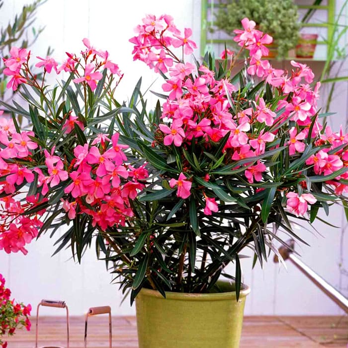 Oleander ordinario: una excelente opción para aquellos que buscan flores para el hogar, florecientes y al mismo tiempo altas y extendidas.