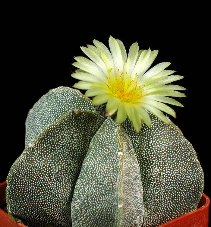 Astrophytum parece tallado en piedra