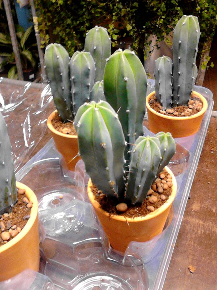 Cereus debe cultivarse en grupos para obtener el mejor efecto.