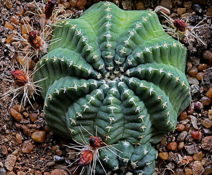 Echinocereus y su clara geometría