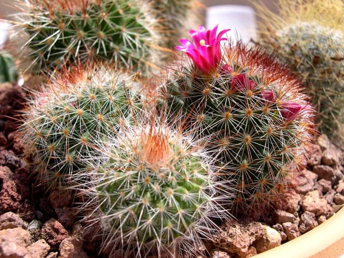 Mammillaria parece una pequeña bola peluda