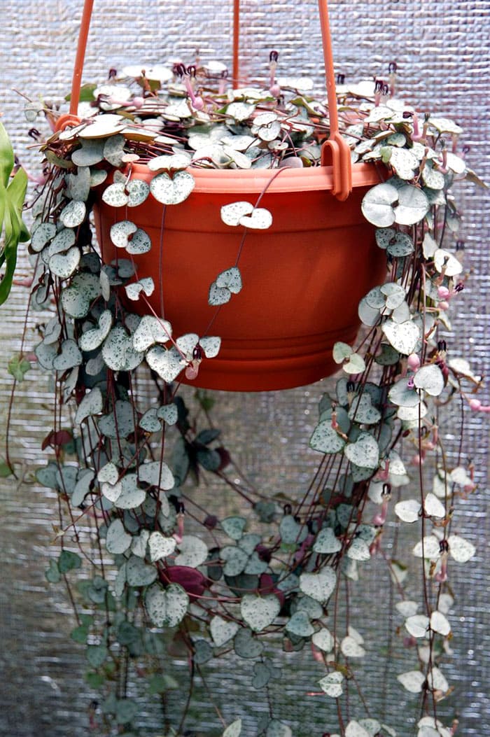 Se conocen más de 180 especies de ceropegia en la naturaleza.