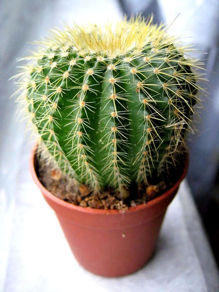Notocactus otto