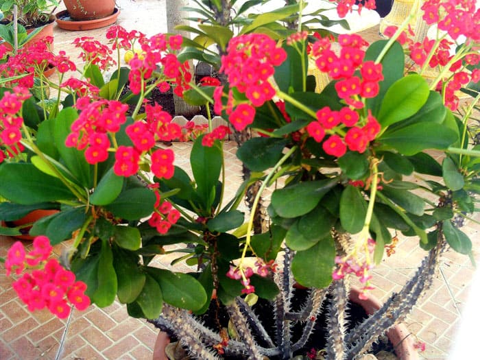 Euphorbia se cultiva en cualquier condición.