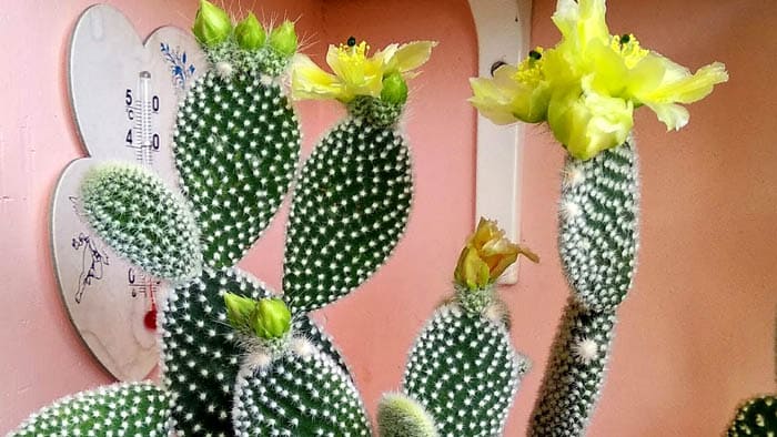 La tuna de pelo pequeño no le gusta el tacto. No alegrará a nadie que toque sus espinas