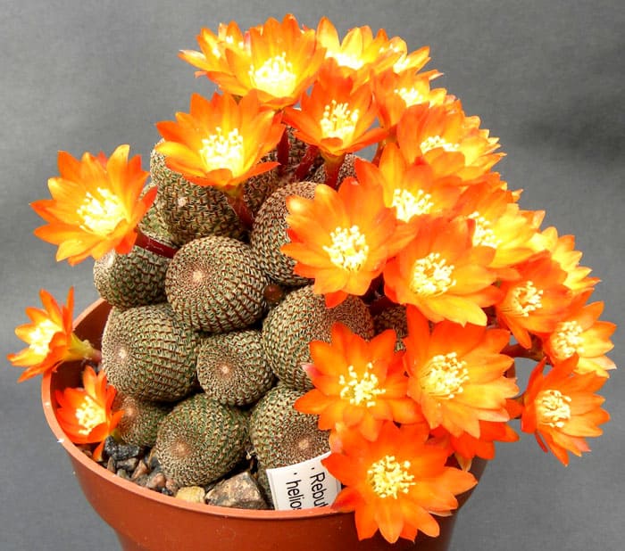 La rebutia suele estar densamente salpicada de flores vibrantes que parecen margaritas.