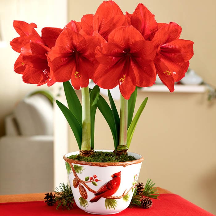 Amaryllis es exigente con el riego durante el crecimiento y la floración.