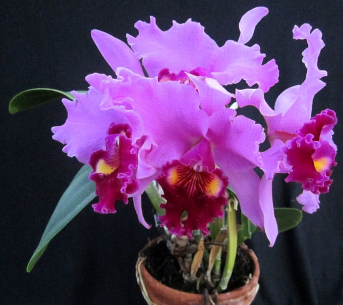 Cattleya puede ser tanto una flor gigante como una miniatura