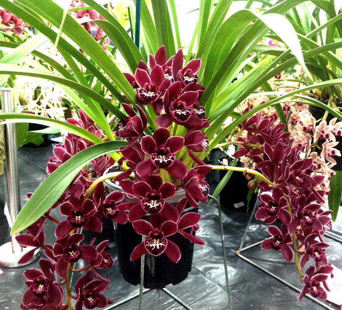 Cymbidium florece de otoño a primavera.