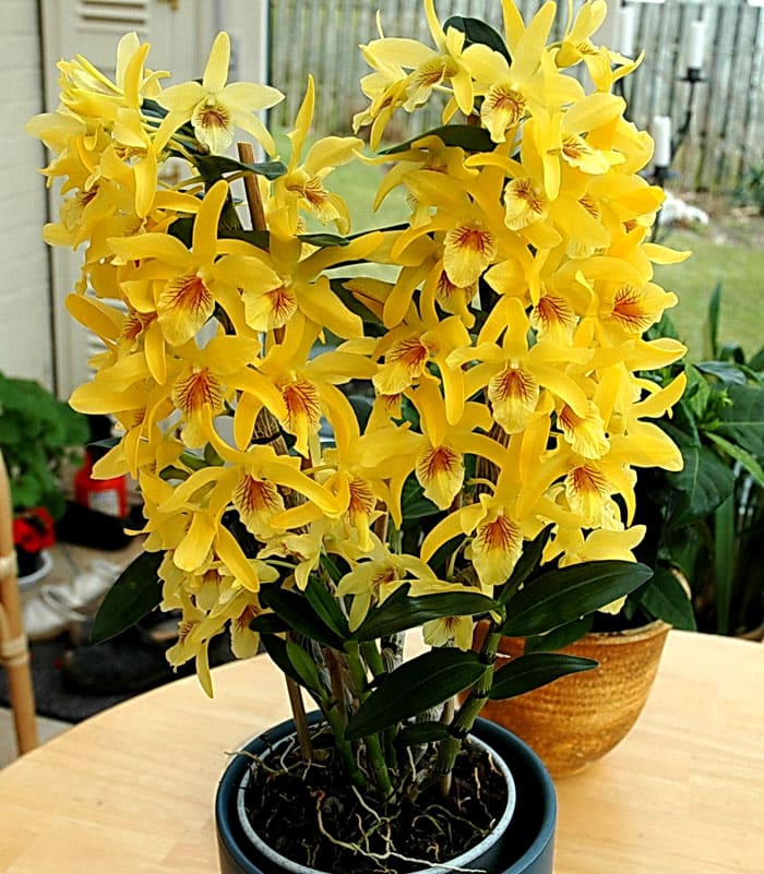 El dendrobium de hoja perenne simplemente está sembrado de flores