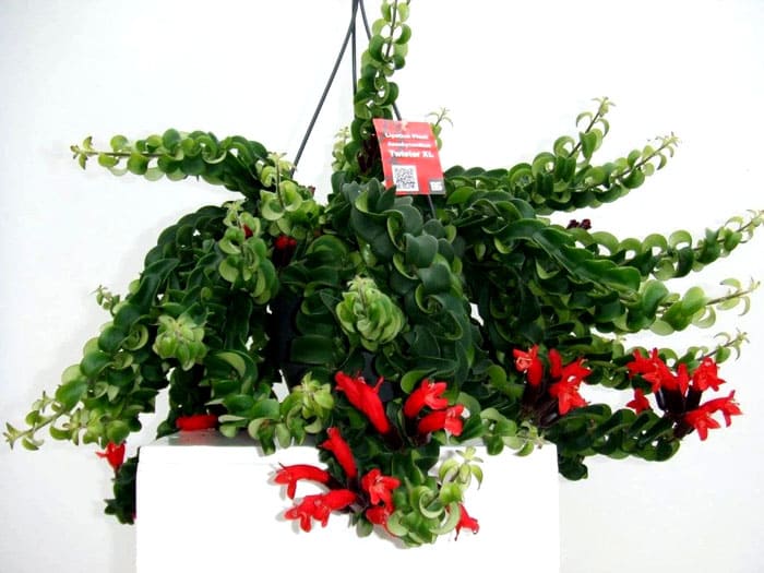 Aeschinanthus no florecerá en el alféizar de la ventana norte, aunque la flor también puede sobrevivir allí.