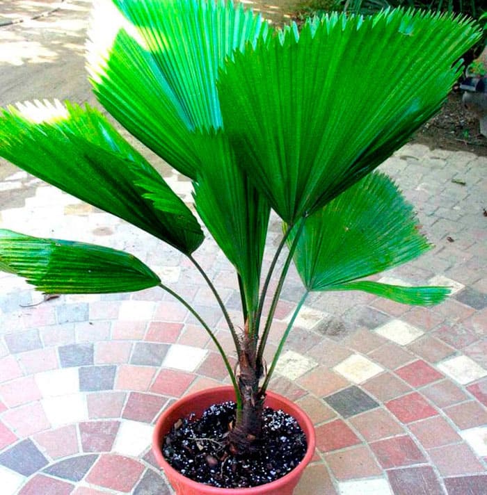 Likuala, con sus deliciosas hojas verdes plisadas, puede ser grande o corta.