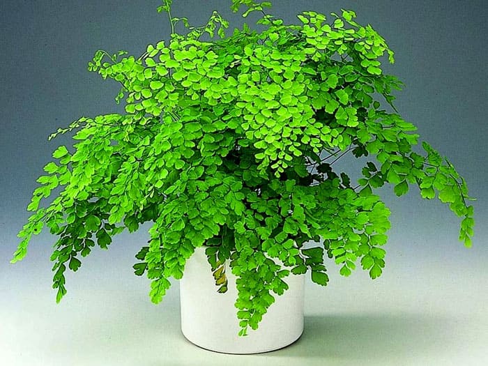 Maidenhair (cabello de Venus) crece muy activamente y se ve elegante