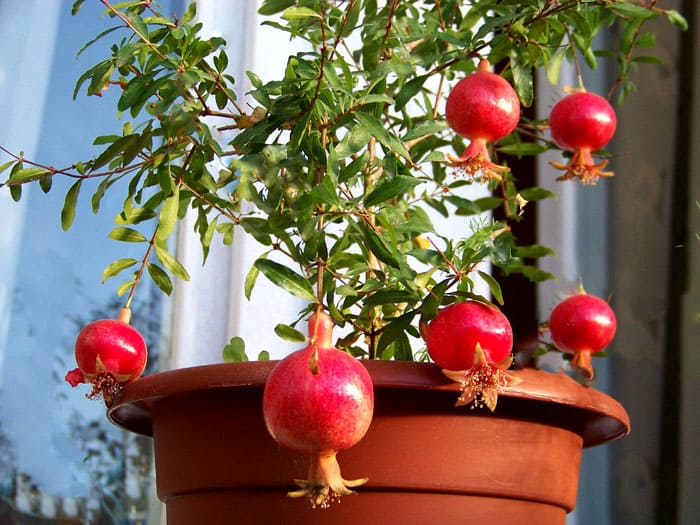 La granada de interior florece muy bien. Sus pequeñas hojas de color verde claro se ven delicadas. Y el tamaño de la fruta es pequeño