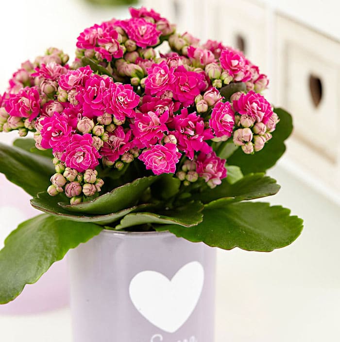 Kalanchoe brillante floreciente