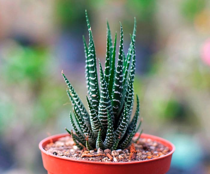 Haworthia de la familia Asphodelov es miniatura o enana.