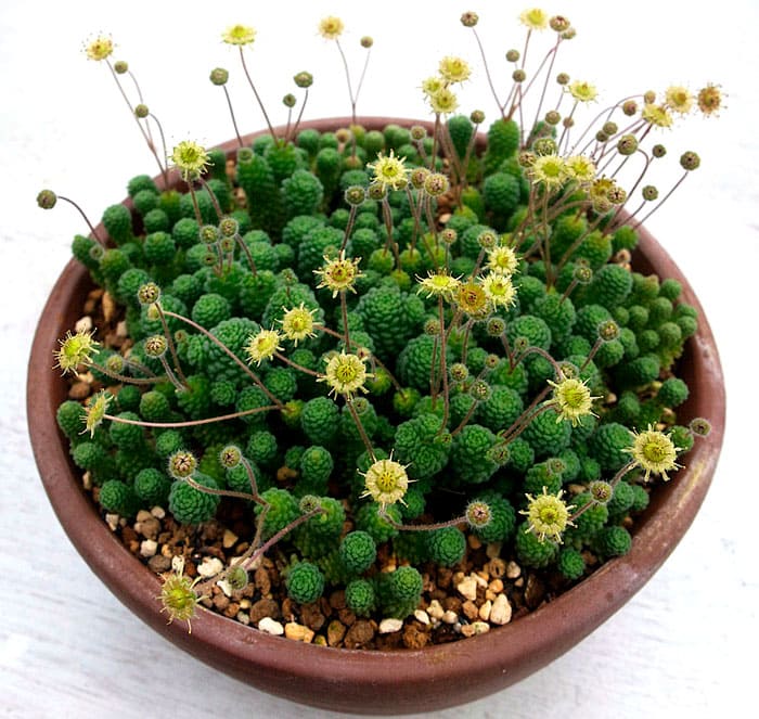 Monantes es, por decirlo suavemente, una planta compacta. Sus brotes son rastreros o erectos. La flor se cultiva mejor en un tazón, ya que forma grupos densos.