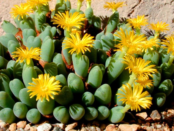 Como piedras vivas en una maceta: Conophytum es atractivo y su floración es especialmente interesante