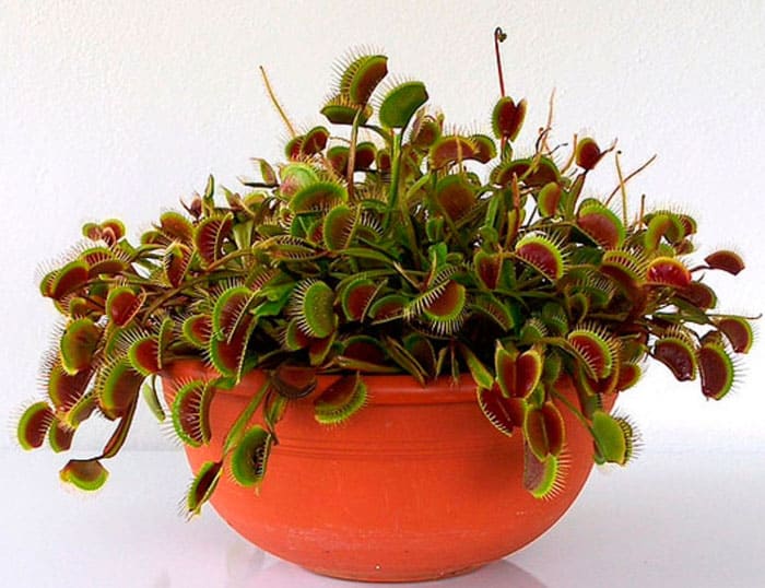 Venus atrapamoscas es exigente con el agua y prefiere suelos pobres. Ella tomará todo lo sabroso de los insectos, que se sientan en sus hojas fragantes.