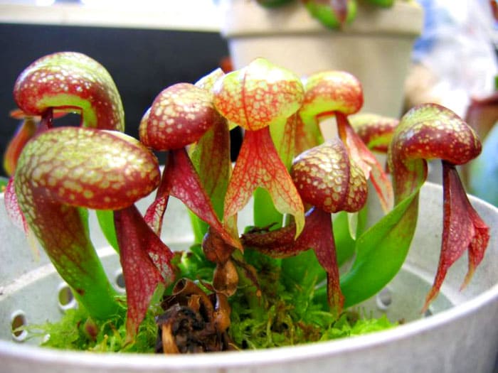 Darlingtonia requiere agua corriente limpia, por lo que solo la cultivan productores experimentados. La flor parece una cobra con la capucha hinchada, por lo que es muy hermosa.