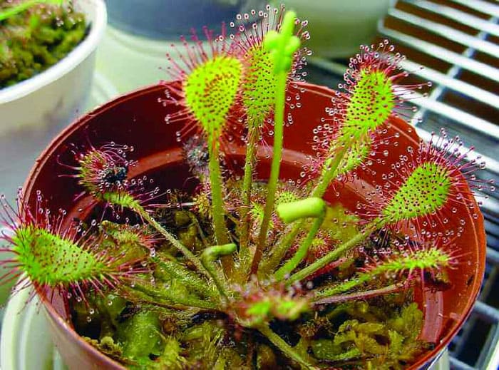 La rocío del sol contiene muchos cilios con gotitas de jugo pegajoso en sus hojas. El insecto es curioso, se sienta en una hoja y toca una gota, y una flor astuta dobla su hoja.