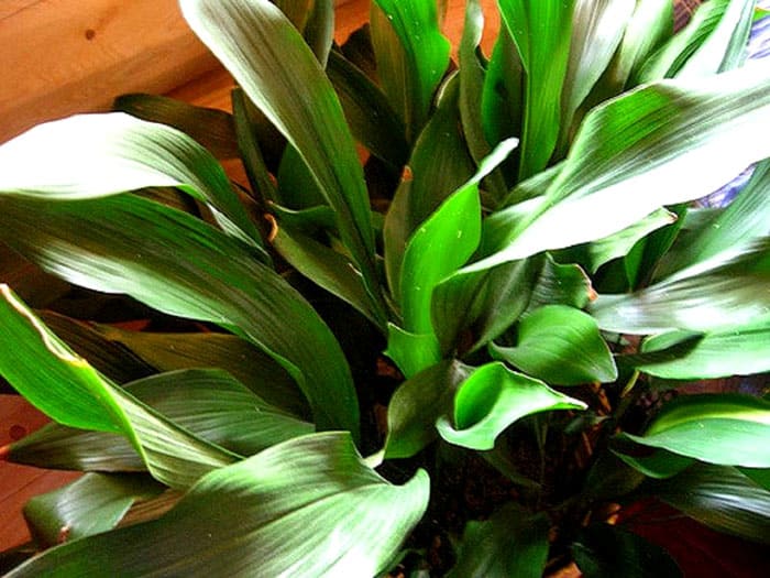 Aspidistra es una invitada de Japón. Sus hojas pueden ser verdes, sólidas o abigarradas. Esta es una planta condicionalmente que no florece, porque pueden aparecer flores rosadas completamente anodinas en el rizoma.