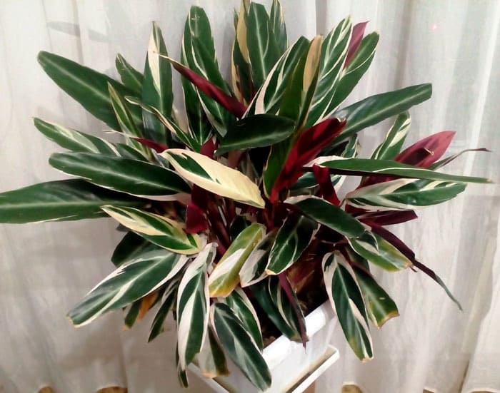 Un estromante sorprendentemente espectacular de la familia Marantov. Encajará en cualquier interior moderno. Debajo de las hojas hay burdeos, lo que hace que la flor sea hermosa por todos lados. Y encima, el color puede ser verde oscuro, verde oliva, con manchas plateadas y rayas longitudinales rosadas, crema o verdes.