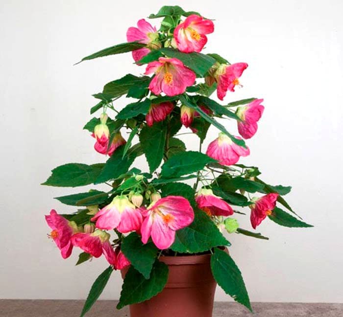 Abutilon parece un arce con sus hojas, que, una vez en una casa, de repente florecieron allí de alegría.