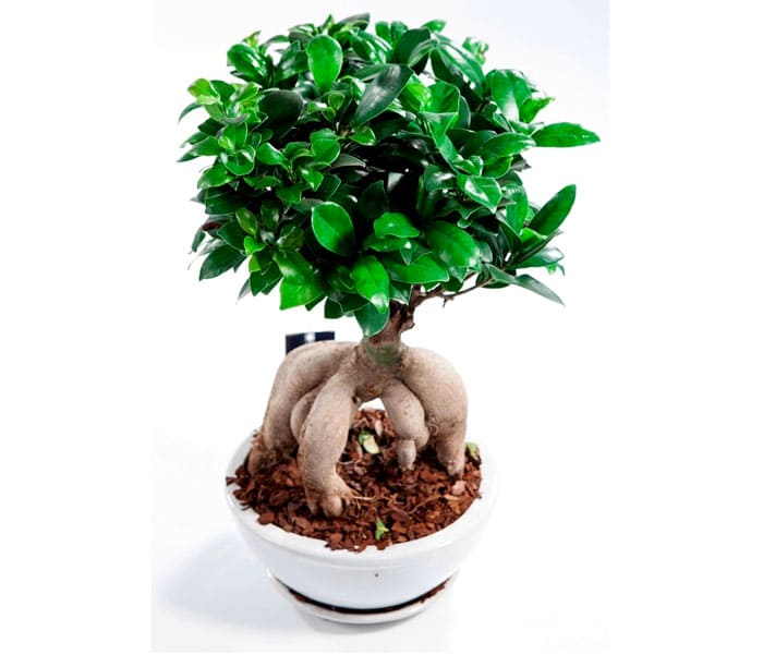 Microcarpa se mudó al hogar de los bonsáis de los bosques tropicales de China, Asia y Australia. La forma peculiar y la corona espectacular llaman la atención de inmediato.