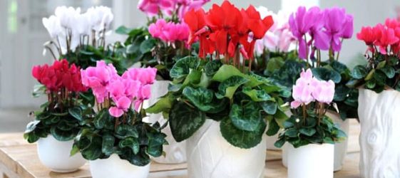 Φυτά και ονόματα φυτών και λουλουδιών εσωτερικού χώρου