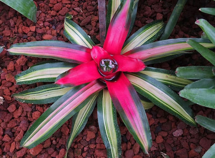 Los bordes de la planta son aserrados o espinosos; en el centro, la roseta puede ser blanquecina o lavanda. La flor es brillante, de color rojo intenso.