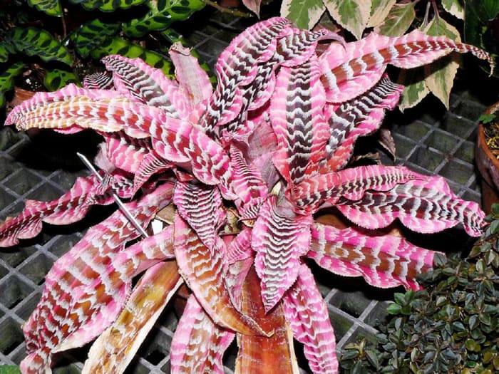 En la base, las hojas son anchas, pero en las puntas se estrechan notablemente. Bordes de follaje de varios tonos. Incluso pueden ser onduladas