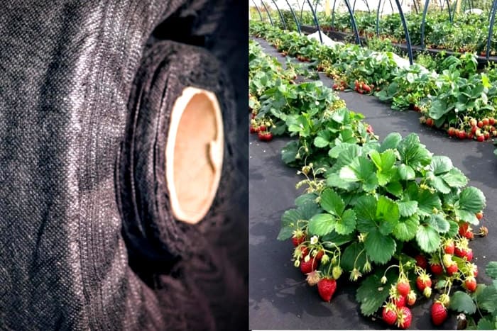 Este material no es un obstáculo para el agua, no se quita al regar. Los rayos del sol están bien retrasados