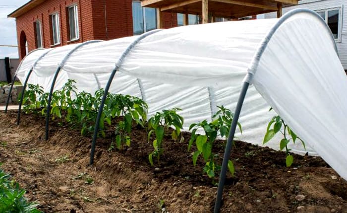 Alternativamente, compran la propia agrofibra en forma de rollo y la tiran de los arcos de forma independiente