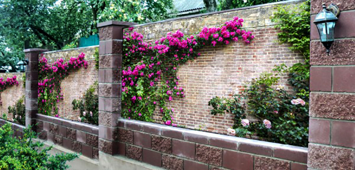 Nicht weniger interessante Komposition auf einem mehrstufigen Zaun