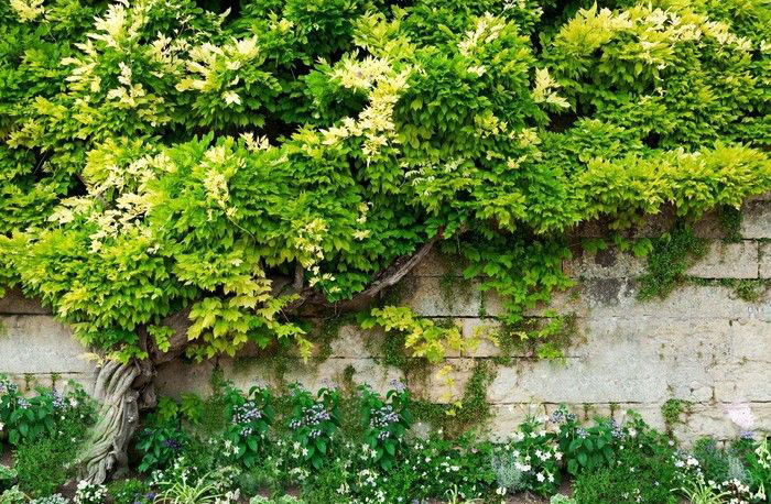 Eine interessante Lösung für die Dekoration von Zäunen im Frühjahr