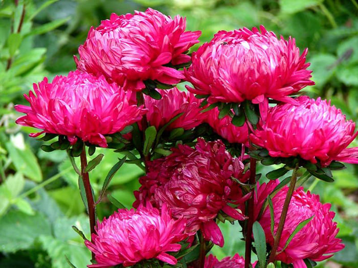 Астрите са прекрасни декоративни растения за градината