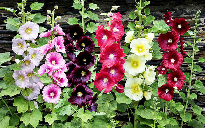 Висока красива слеза