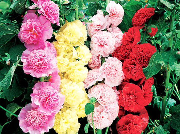 Растението ще цъфти от юни до края на септември.