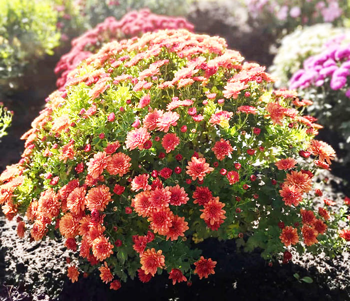 Има много нюанси на хризантеми