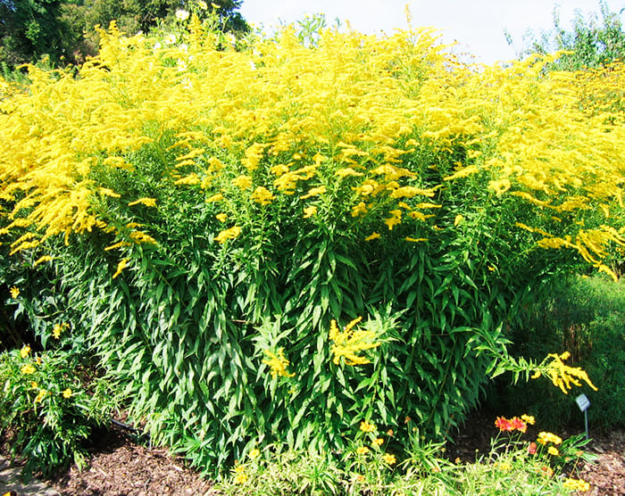 Бушът е много висок, има нужда от жартиера