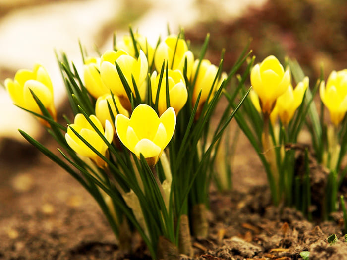 Интересни снимки и имена на ранни пролетни цветя