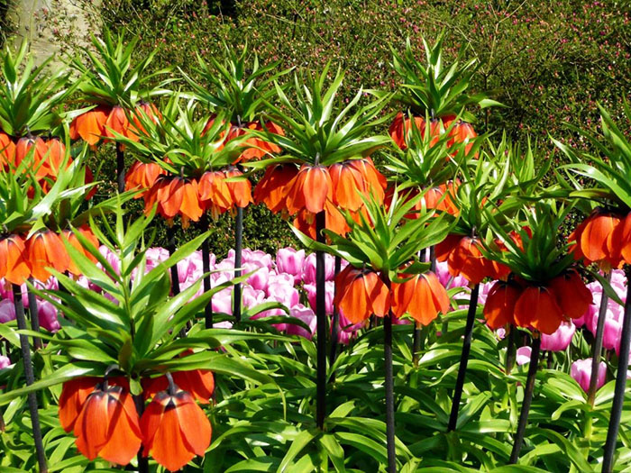 Богат цвят: лилав, червен, жълт, бял