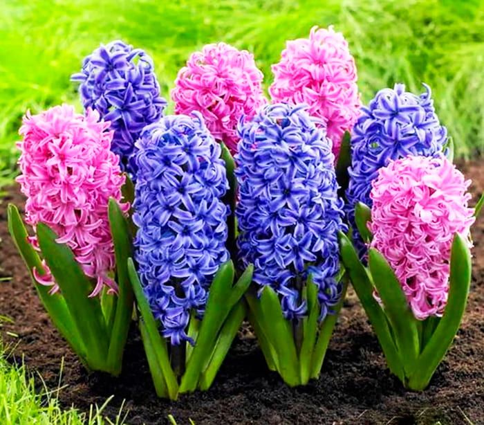 Цветето на дъжда, както твърдяха древните гърци