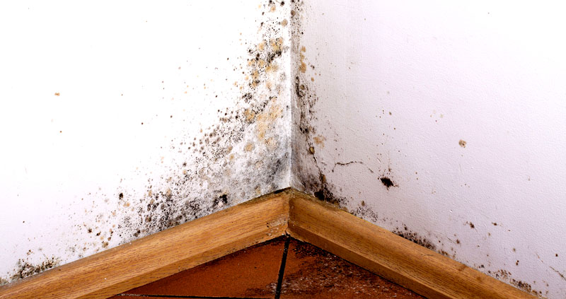 Gevolgen van het verschijnen van een koude brug - schimmel Koude bruggen: wat is het